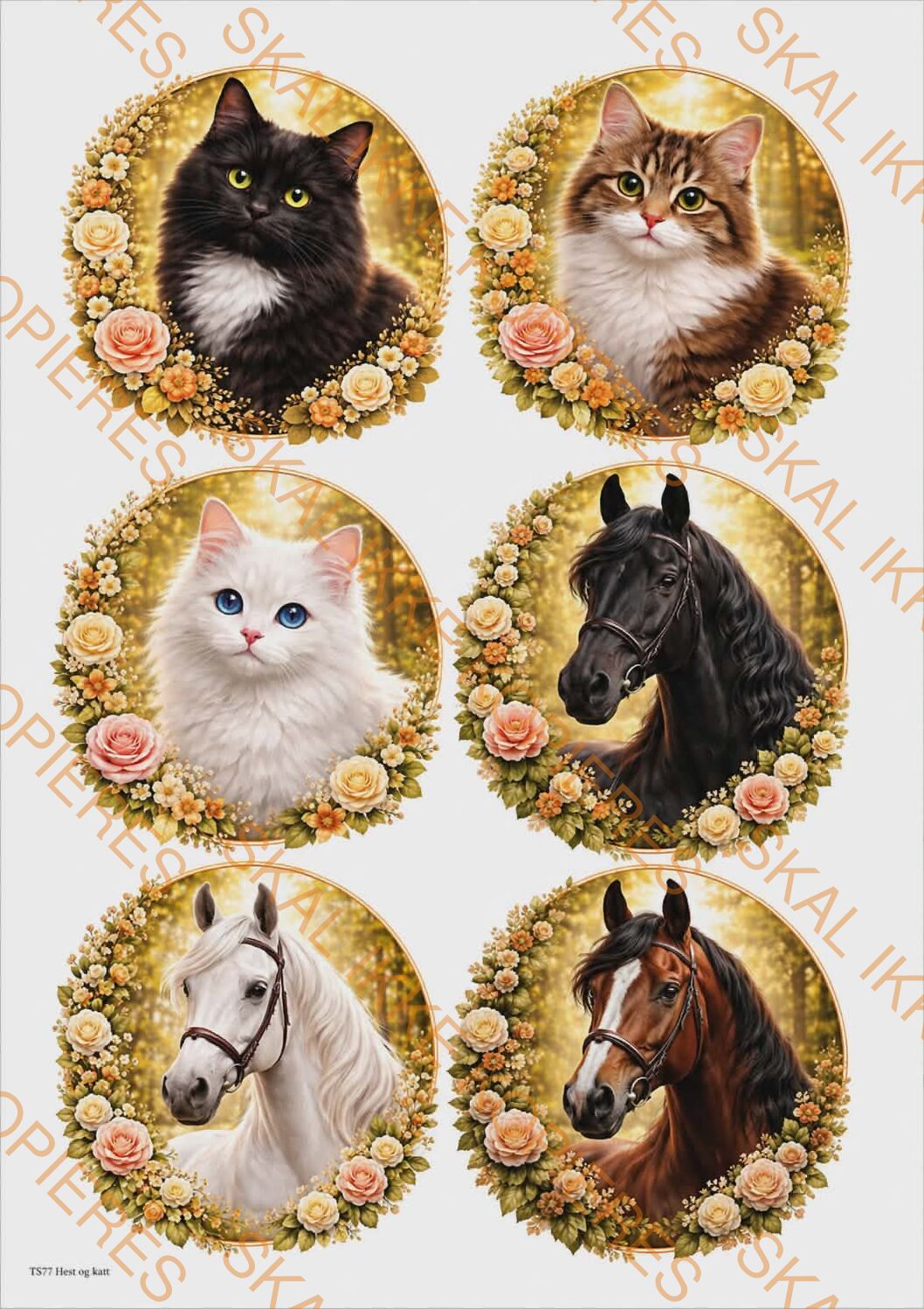 TS75 Hest og katt