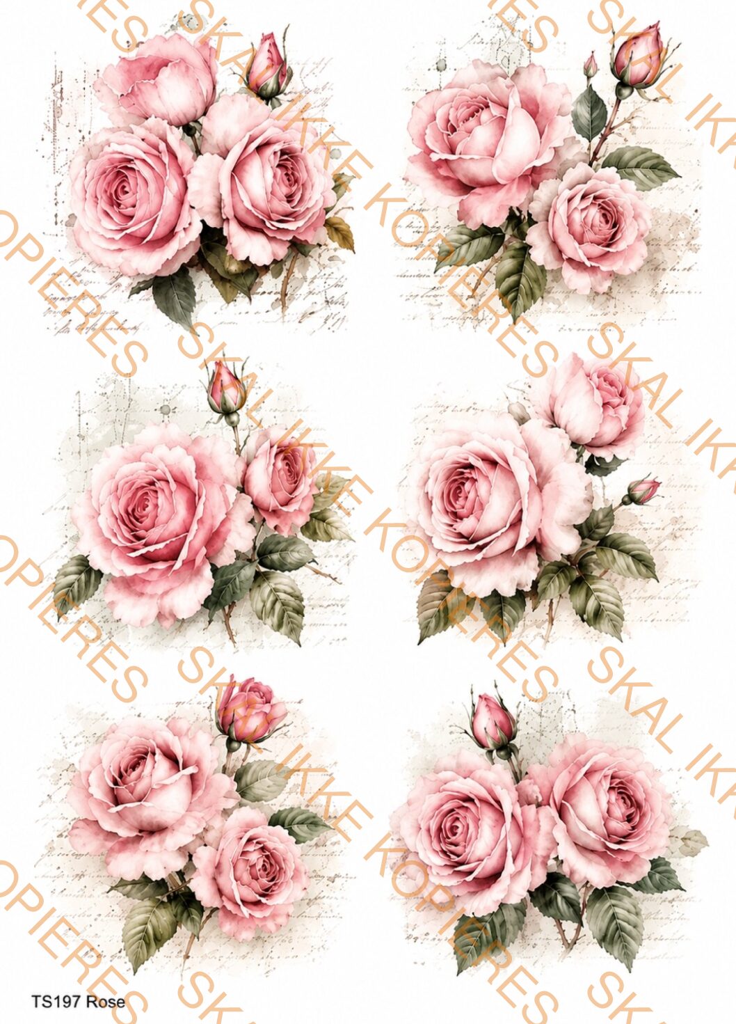 TS197 Rose FORHÅNDSBESTILLES
